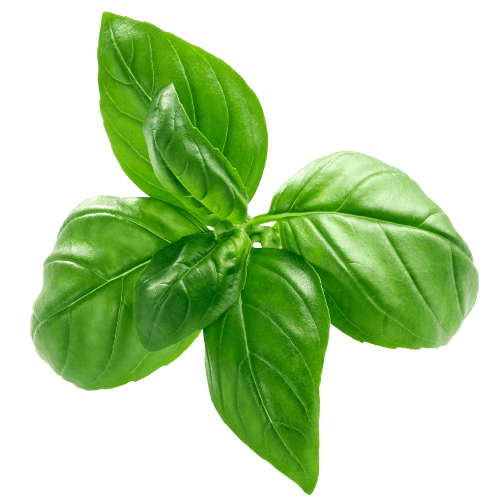 Fresh basil leaves