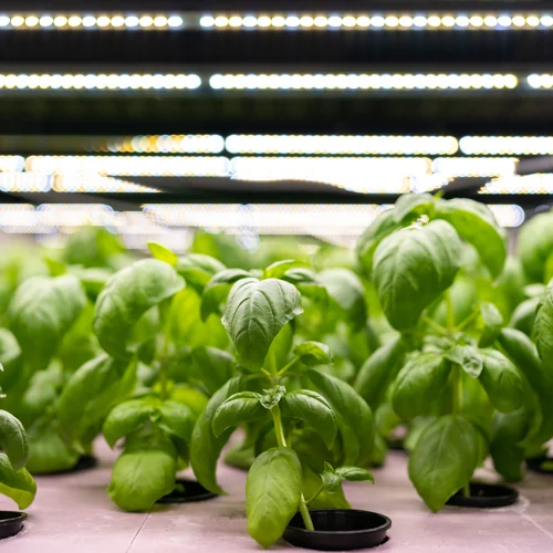 Basil growing under grow lights